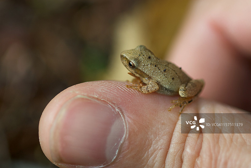 春季鸣蛙图片素材