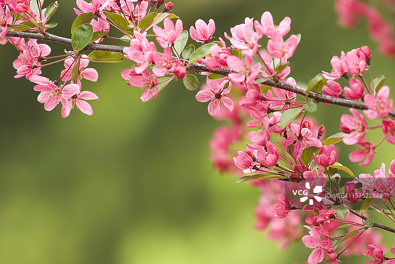 粉色观赏樱桃树图片素材