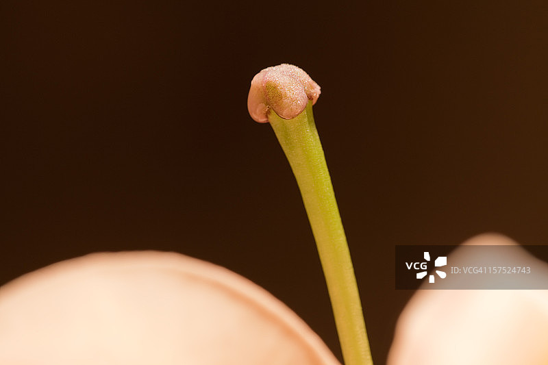 花朵绽放特写镜头图片素材