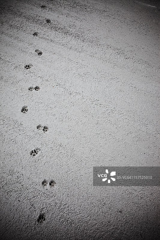 猫的足迹图片素材