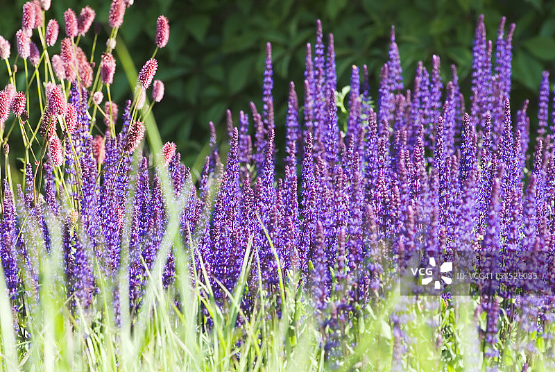 鼠尾草鼠尾草鼠尾草鼠尾草鼠尾草鼠尾草鼠尾草鼠尾草鼠尾草鼠尾草鼠尾草鼠尾草“卡拉多纳”-三图片素材