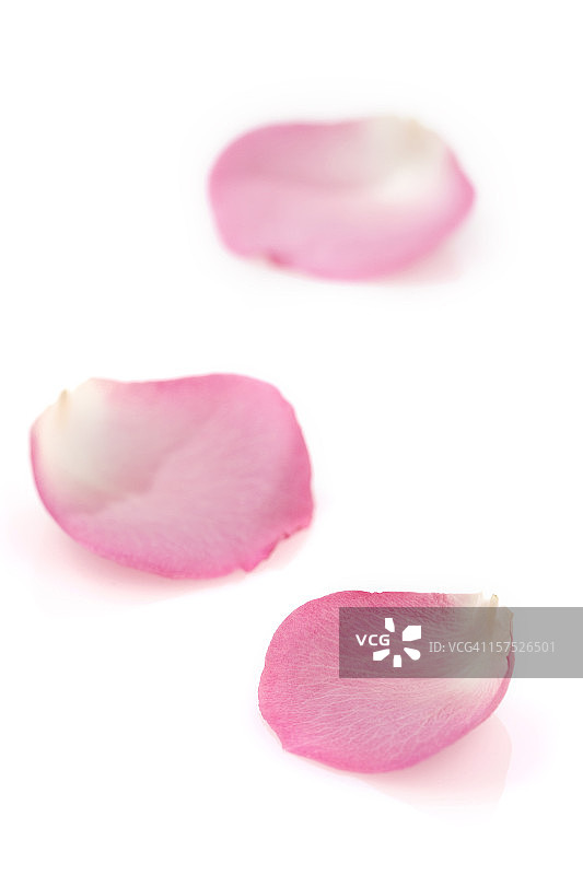 白色背景上的粉色玫瑰花瓣图片素材