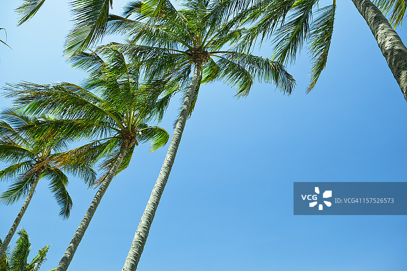 棕榈树和蓝天图片素材