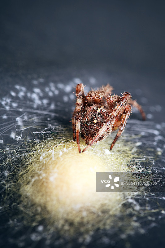 花园蜘蛛与卵囊图片素材