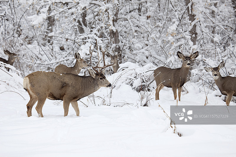 科罗拉多州冬季雪地中的骡鹿群图片素材