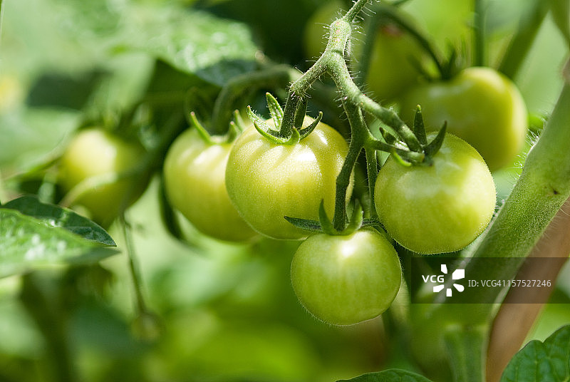 绿色番茄图片素材