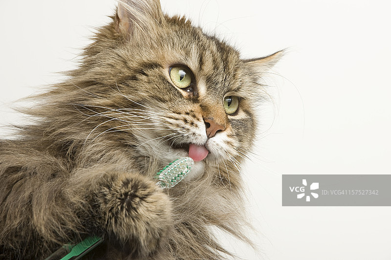 缅因猫牙齿清洁护理插画图片素材