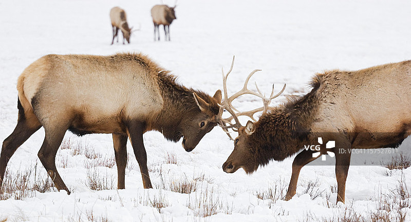 麋鹿争斗图片素材