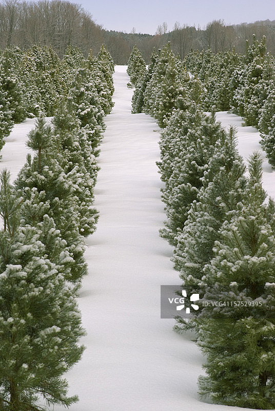 冬季的圣诞树农场图片素材