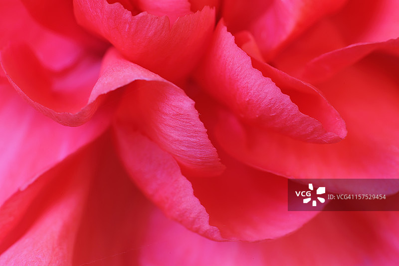 深粉色康乃馨的抽象微距背景图片素材