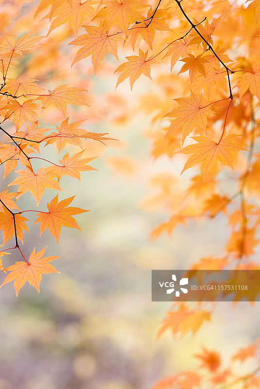 美丽的日本枫叶 - XIII图片素材