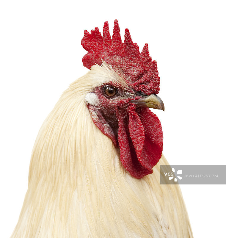 公鸡肖像图片素材