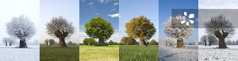 四季变化中的一棵树图片素材