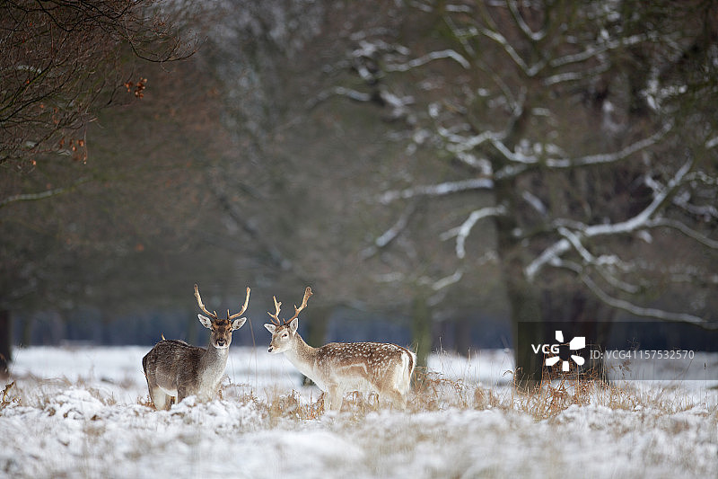 冬季风光图片素材