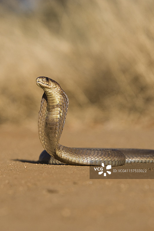 张开颈部的眼镜蛇图片素材