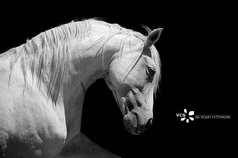 安达卢西亚种马黑白照图片素材