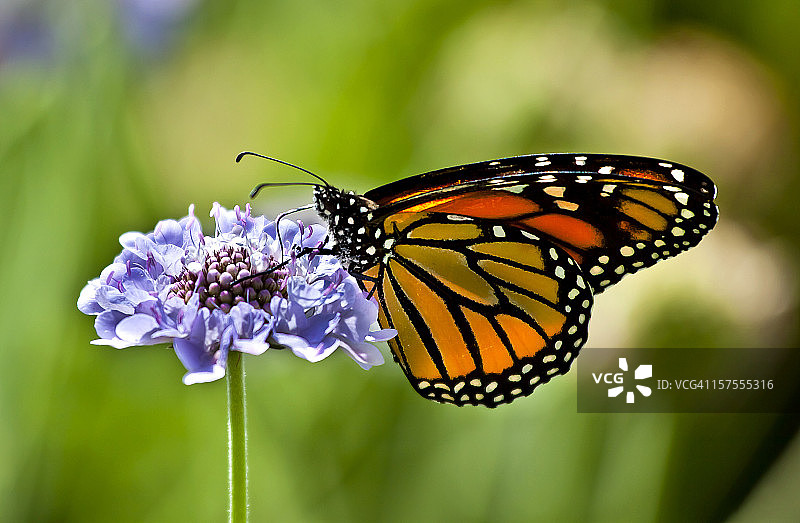 花朵上的帝王蝶图片素材