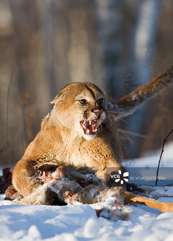 凶猛的美洲狮守卫着它的猎物。图片素材