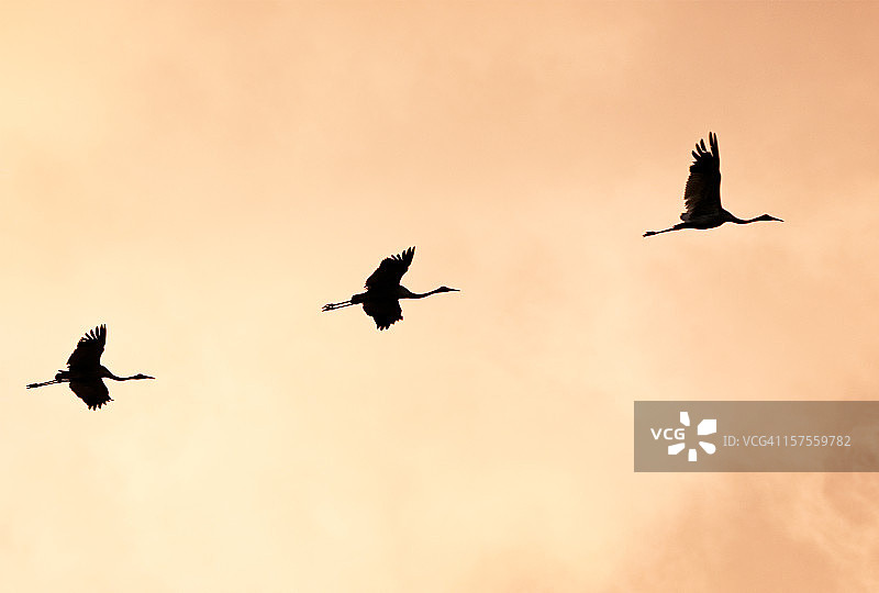 飞行中的澳洲鹤剪影图片素材