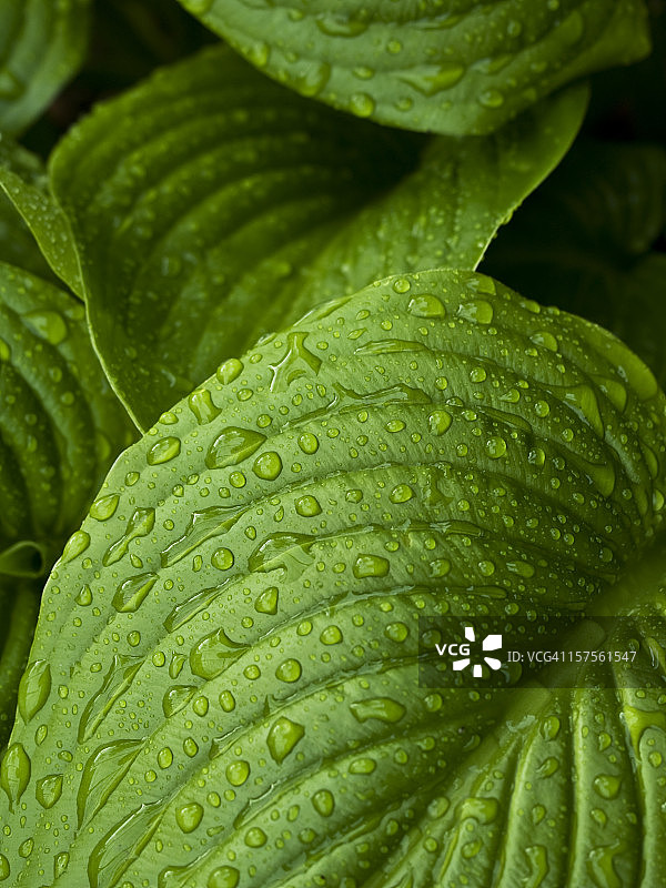 带露珠的叶子特写图片素材