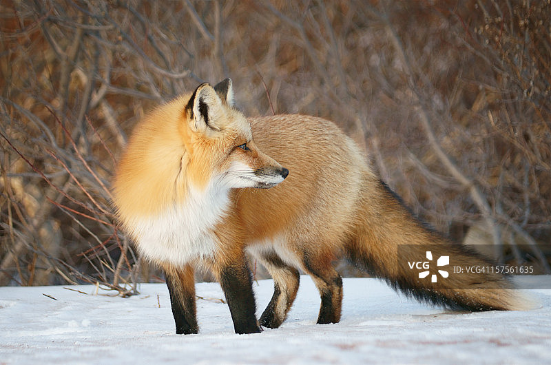 回头看的红狐图片素材