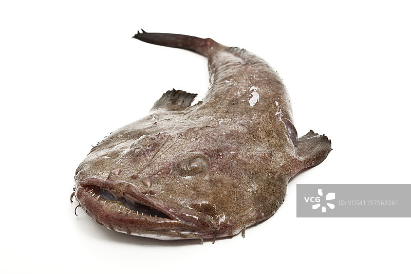 新鲜鮟鱇鱼图片素材