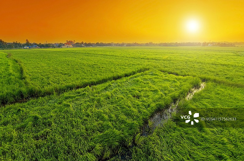 日落时稻田的绿色草地图片素材
