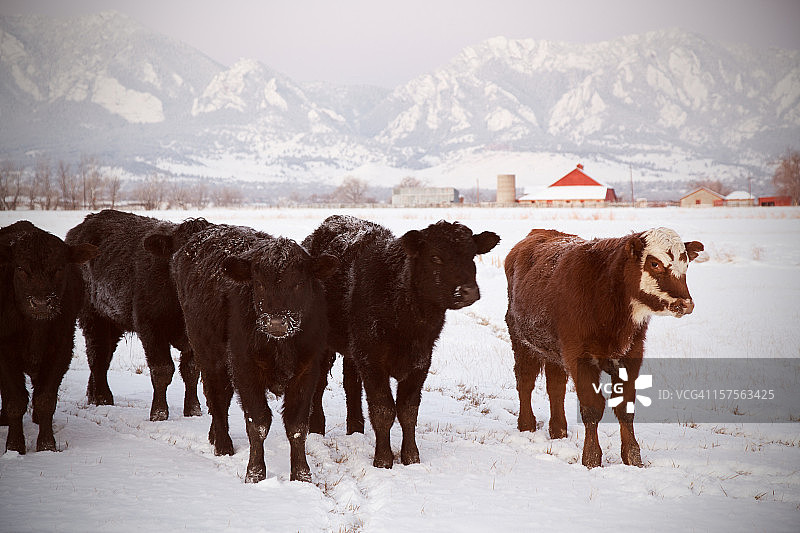 雪地里的牛群图片素材