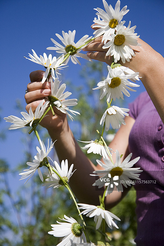 雏菊花链图片素材