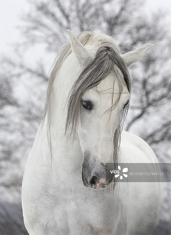 冬日里忧郁的白马图片素材