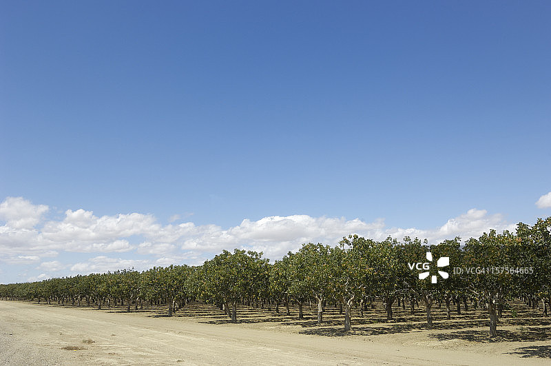 成熟的开心果园图片素材