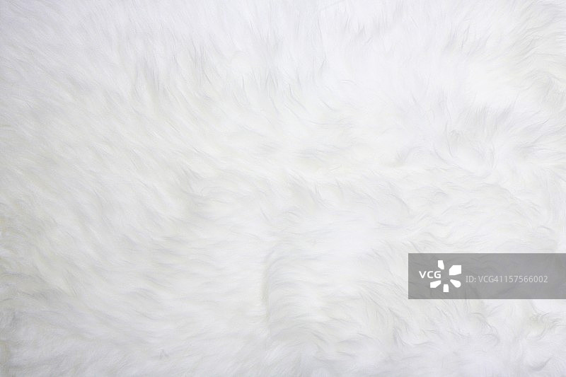 白色毛皮图片素材