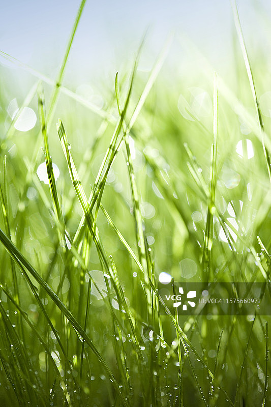 带有露珠的绿草蓝天图片素材