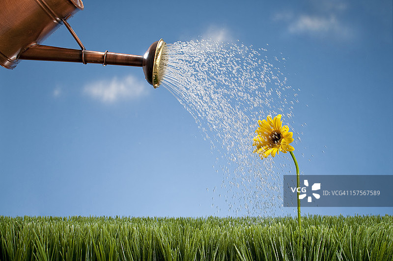 喷壶浇灌非洲菊图片素材