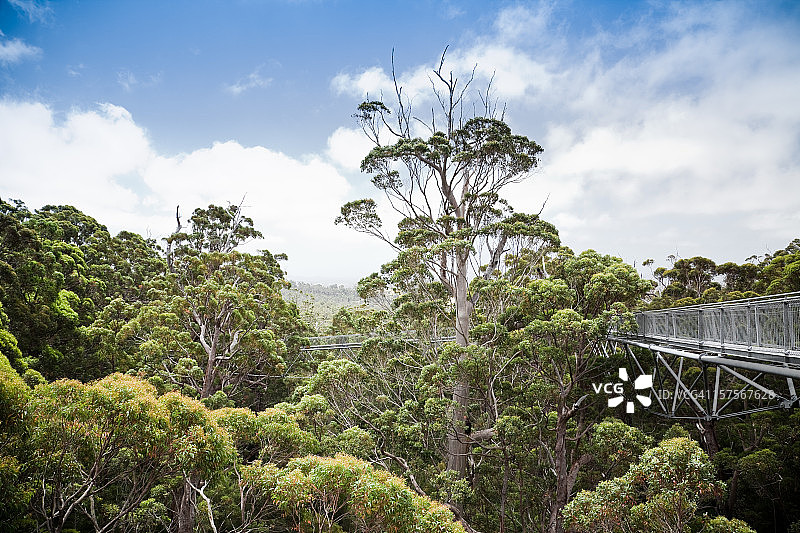 澳大利亚巨人谷树顶漫步图片素材