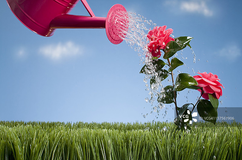 用洒水壶浇灌山茶花图片素材