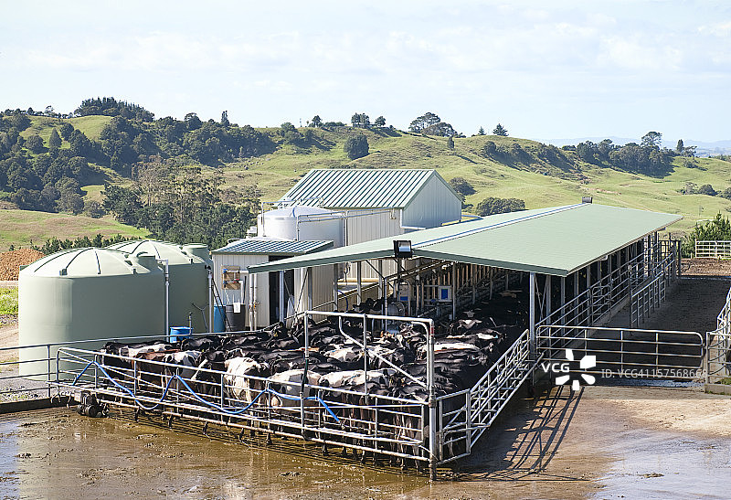 现代化牛奶厂挤奶图片素材