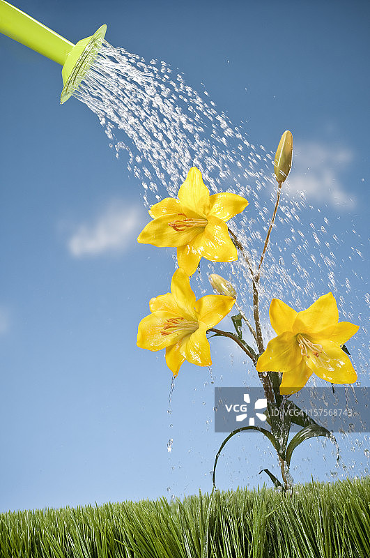 浇水壶浇灌萱草图片素材