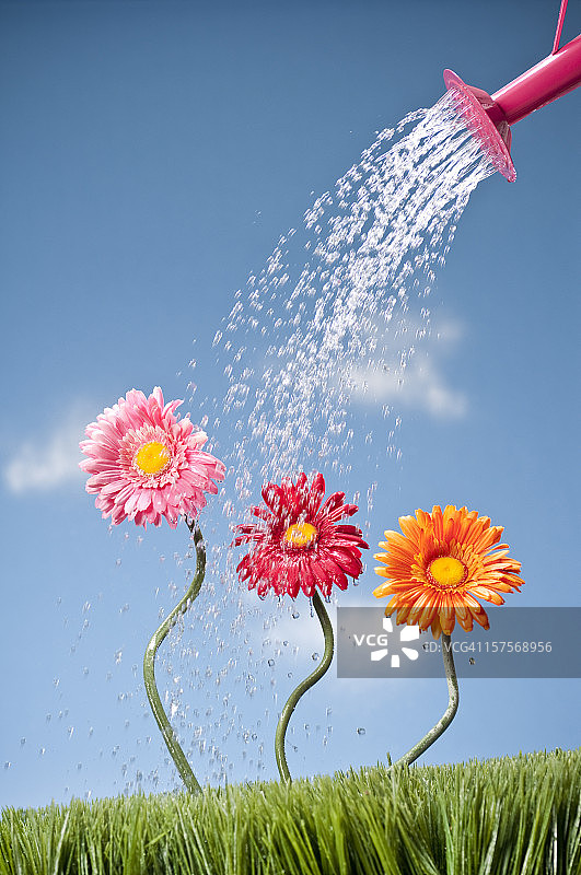 洒水壶浇灌三朵非洲菊图片素材