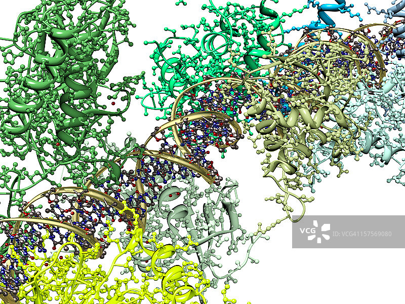 增强子蛋白复合物与DNA结合模型图片素材