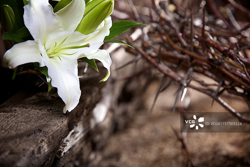 复活节西番莲图片素材