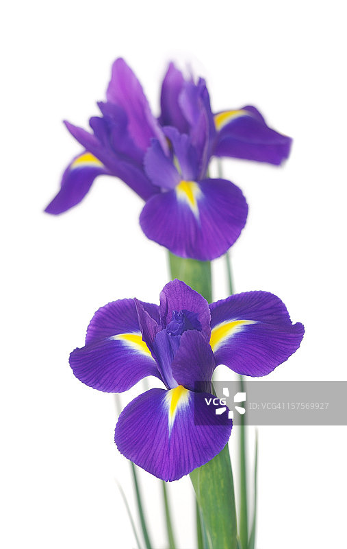 蓝色鸢尾花图片素材