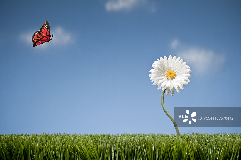 蝴蝶落在非洲菊上图片素材