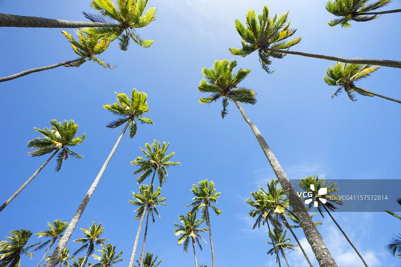 夏威夷椰子树图片素材