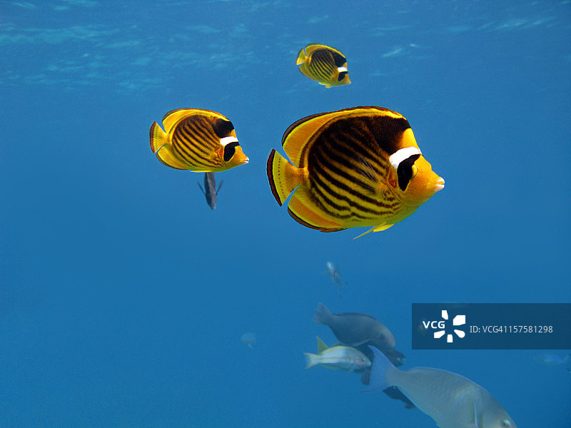 蝴蝶鱼图片素材