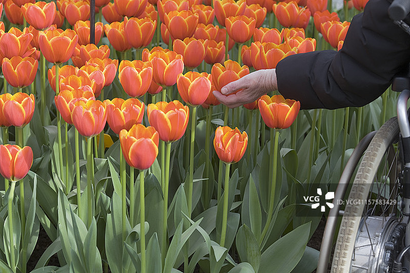 坐在轮椅上的老年妇女触摸橙色花朵的手图片素材