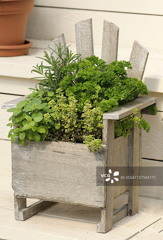 种植在乡村木制容器中的迷你香草园图片素材