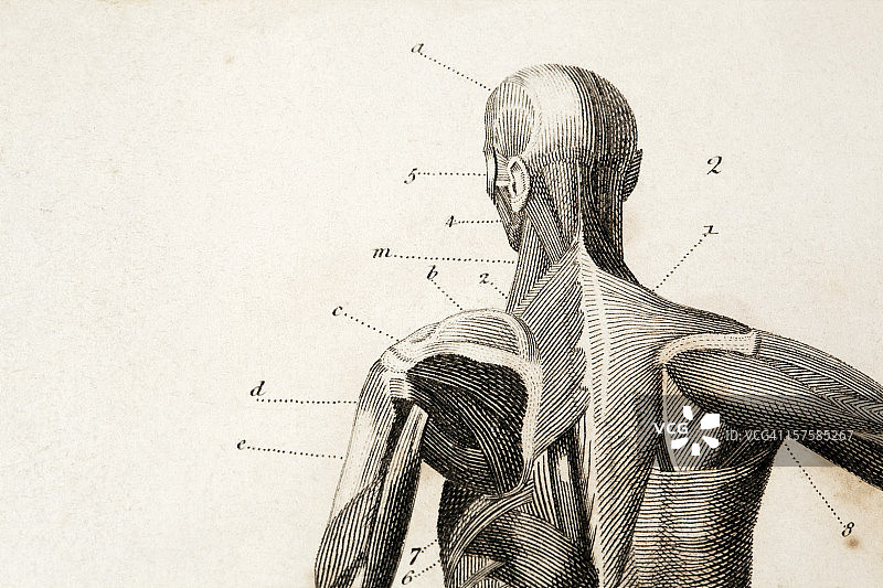 解剖学雕刻图片素材
