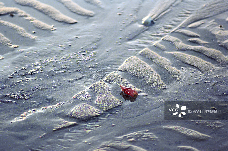 湿海滩上的螯——蟹爪图片素材