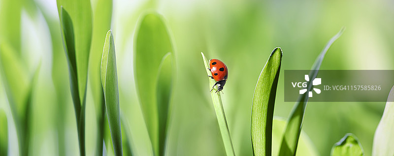 绿色草地上的瓢虫图片素材